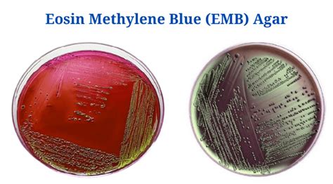 enterobacter aerogenes on emb|23: Eosin Methylene Blue Agar (EMB) .